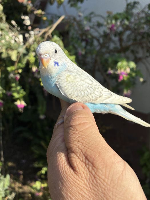 Fantastico Periquito domesticado - baixa de preço