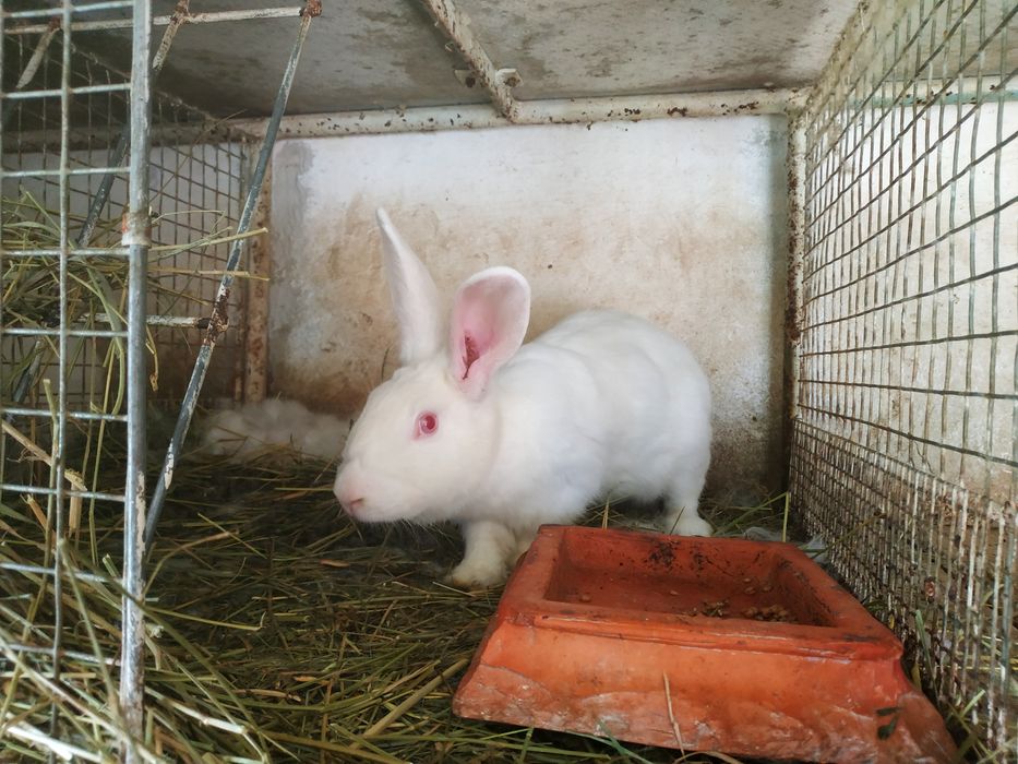 Продаються кролі Термонці