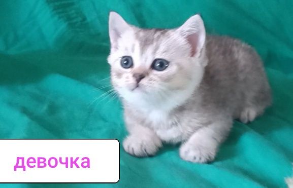 Котята "шотландская" фолд и страйт