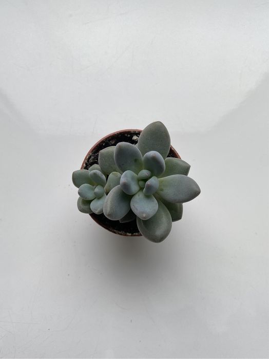 Сукуленти ечеверія красула