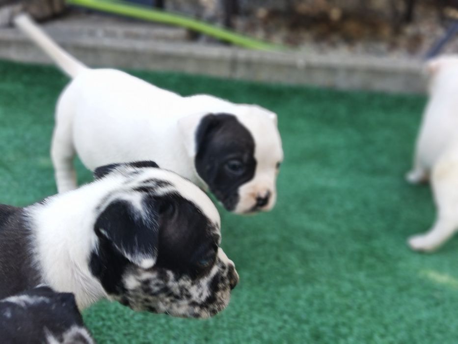 American bully standard z metryką