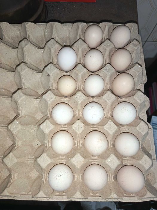 Cedo ovos de garnizas