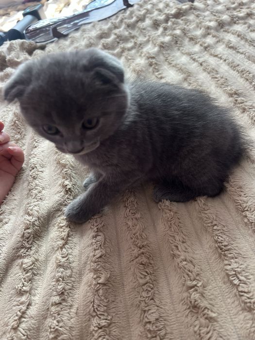 Котик британець весловухий