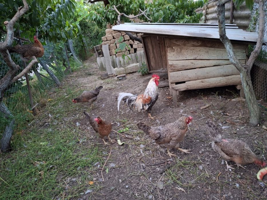 Инкубаційний яйце порода Легбар кремові