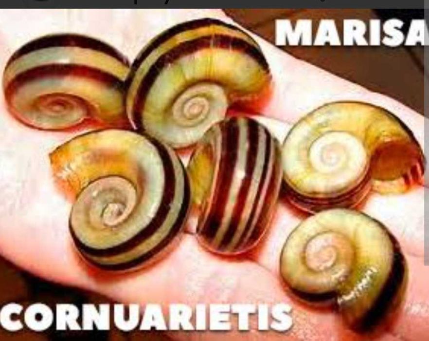 Маріза. Меланія.Рибка гупі і є мальок