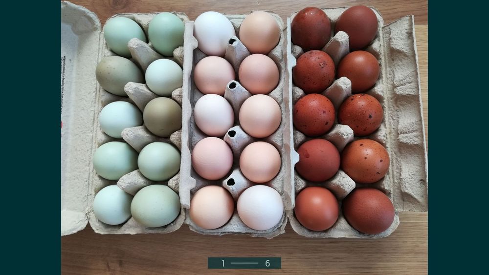 Araukana jaja lęgowe