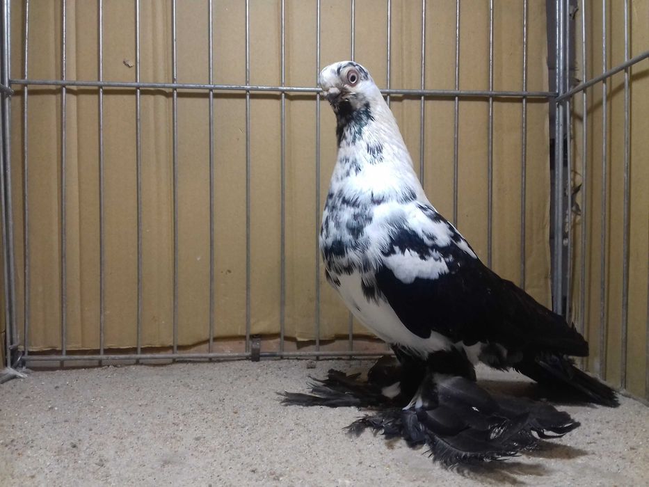 Motyl motyle samiec 2025 gołębie ozdobne