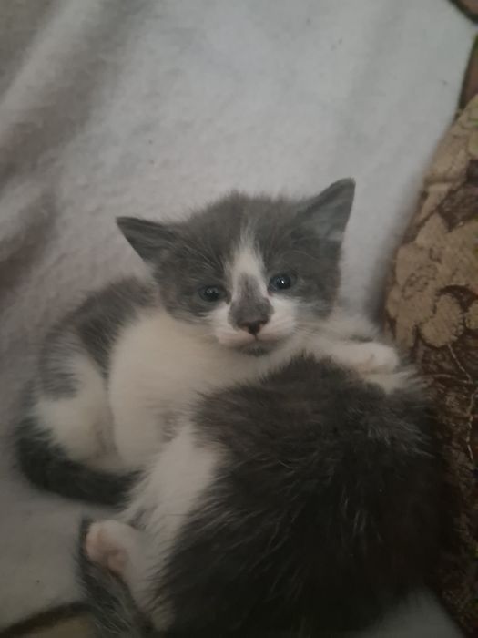 Віддам кошенят безкоштовно
