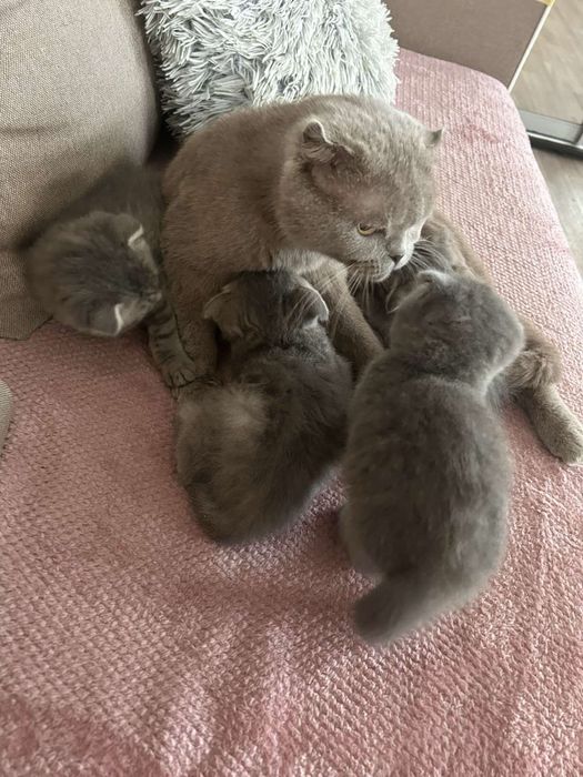 Шотландские котята