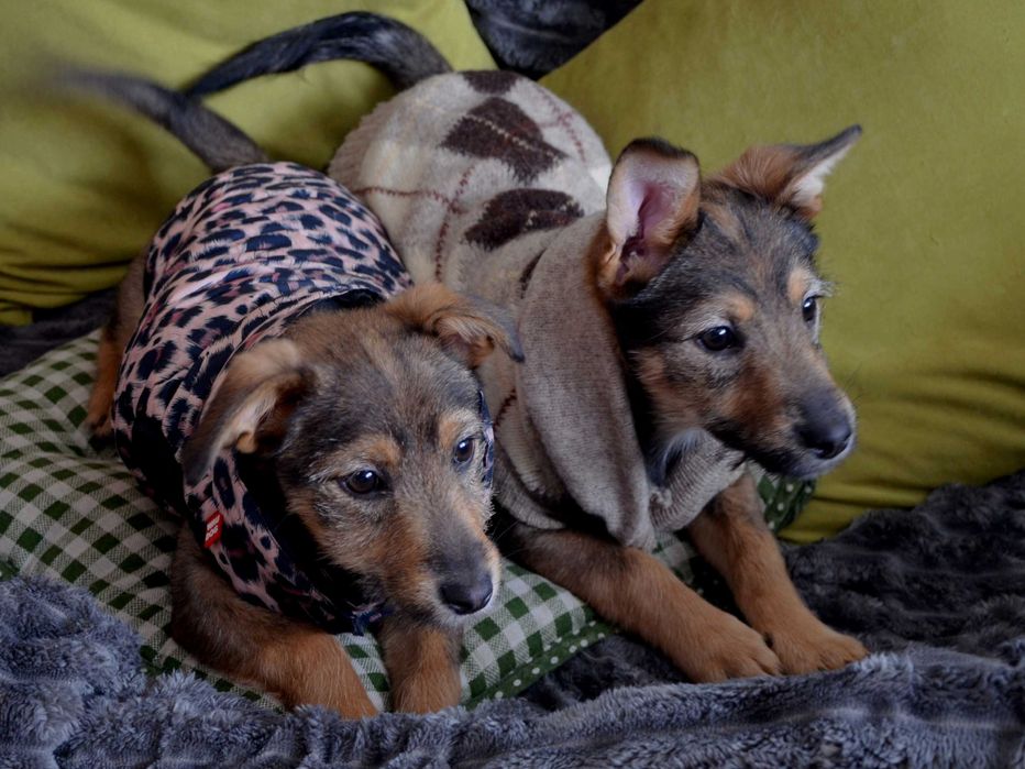 Цуценята в добрі руки