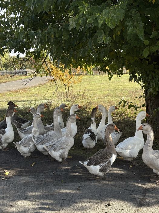 Холмогори 2025р. Можливий отп та торг