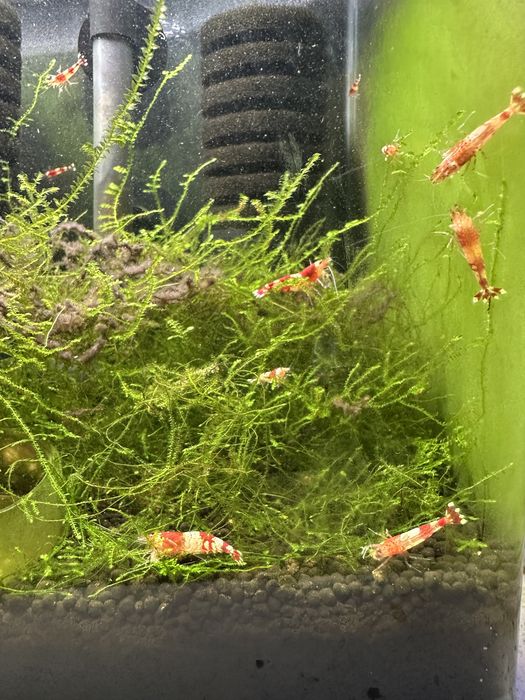 Caridinas red crystal