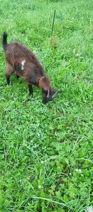 Продам молоду козочку