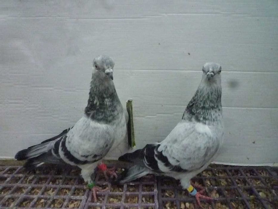 Gołębie Pantosze - Budapeszty Wysokolotne nr.2