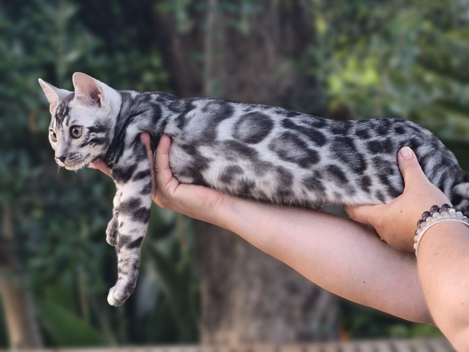 Bengal Silver macho com Lop