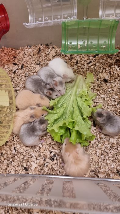 Хомяк абрикос есть атласные королевские серве белые хомячки джунгарик