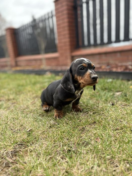Jamnik krótkowłosy suczka