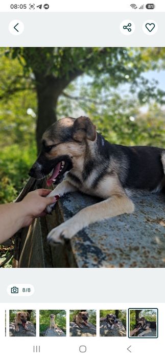 Стерилізовані грайливі сестрички