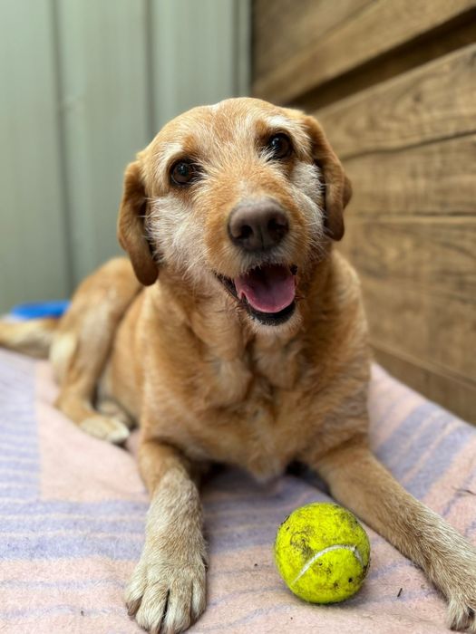 Para adoção, Margot