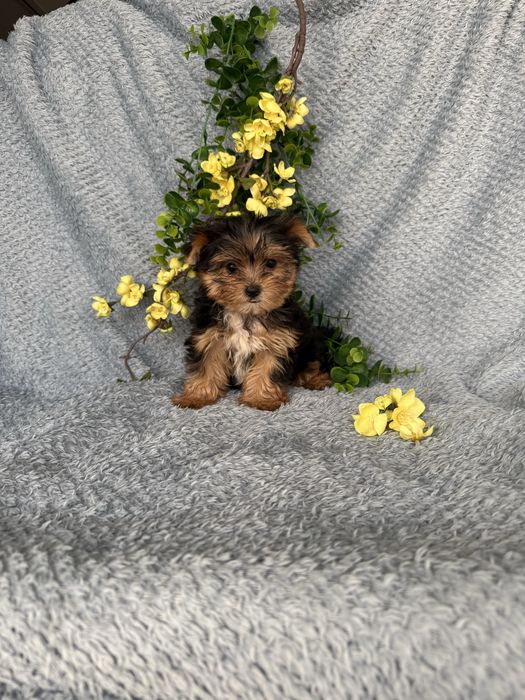 Estupendo mini mini Yorkshire Terrier de Qualidade