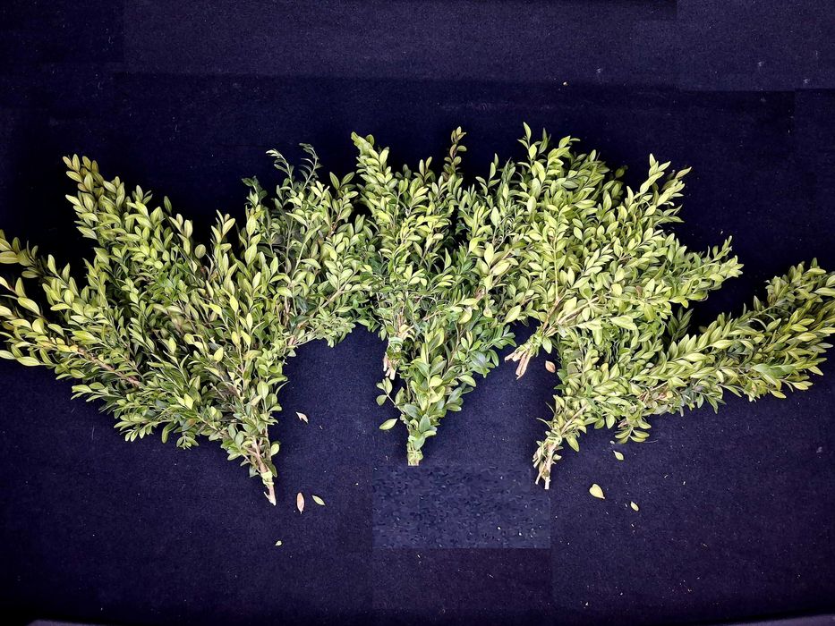 Bukszpan pęczek / świeży