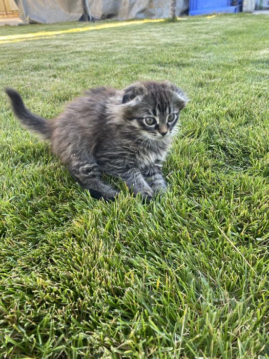 Кошенята скотиш фолд