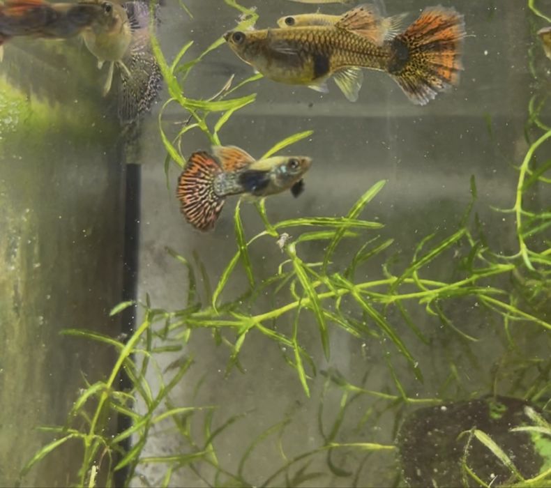 Guppy Red Dragon Halfmoon Mud | Machos, Casais e Trios