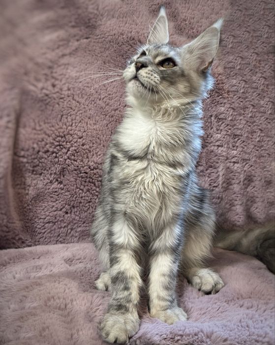 Maine coon srebrny kocurek