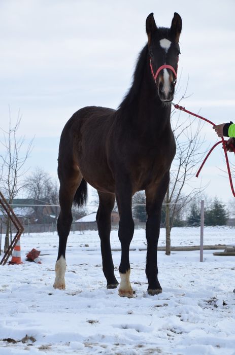 Klacz Śląska 7 miesięczna
