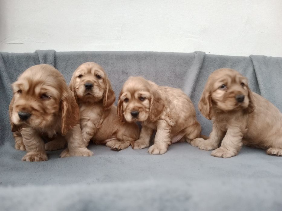 Piękny piesek cocer spaniel Gotowy do odbioru