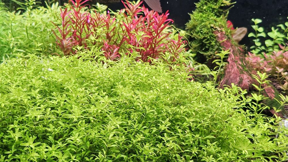 Roślinki akwariowe micranthemum micranthemoides duży Heniek