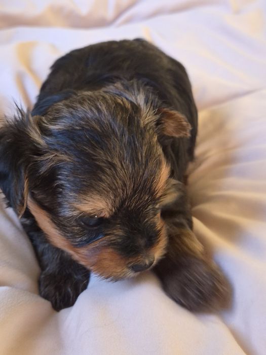 Yorkshire Terrier  pies