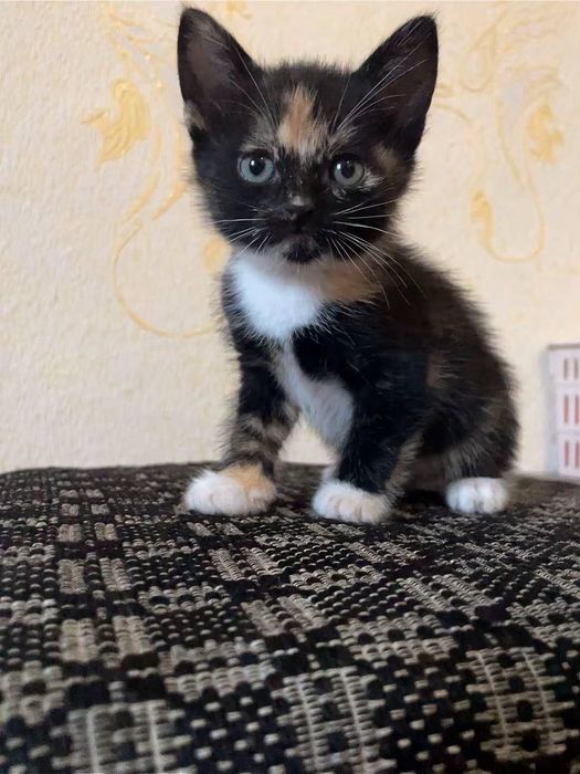 продаю кошку и её котят