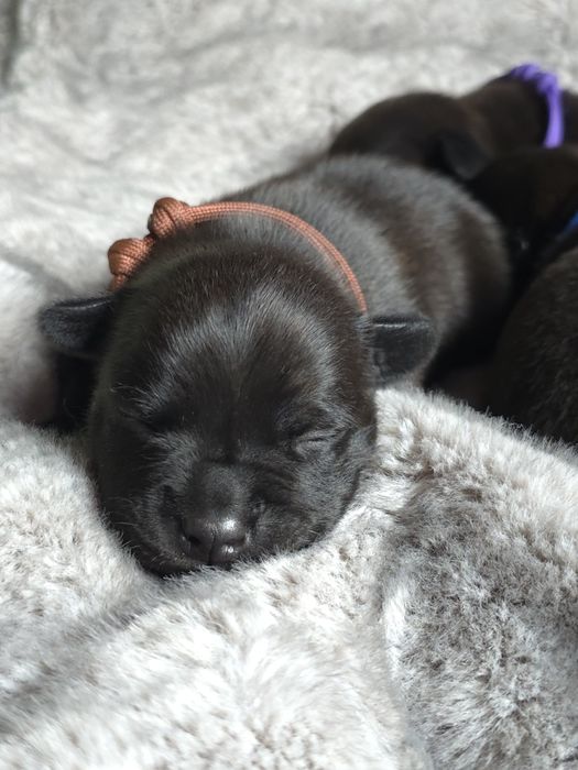 Staffordshire bull terrier,  Staffik