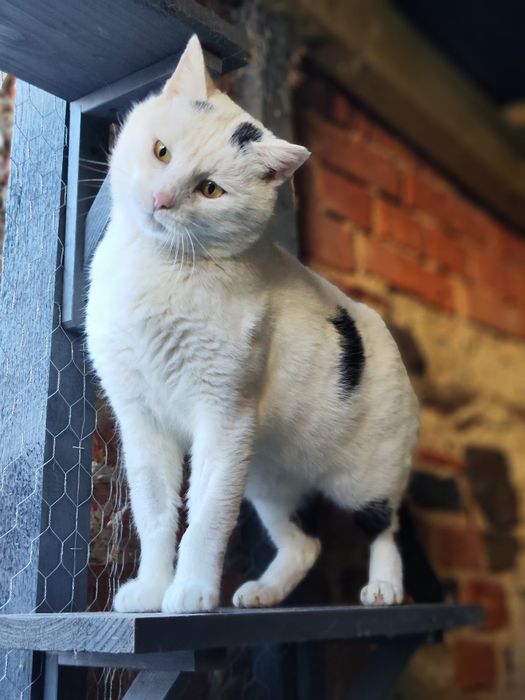 Yoko rozgląda się za domem