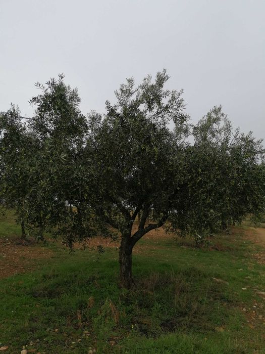 Oliveiras para o seu Jardim