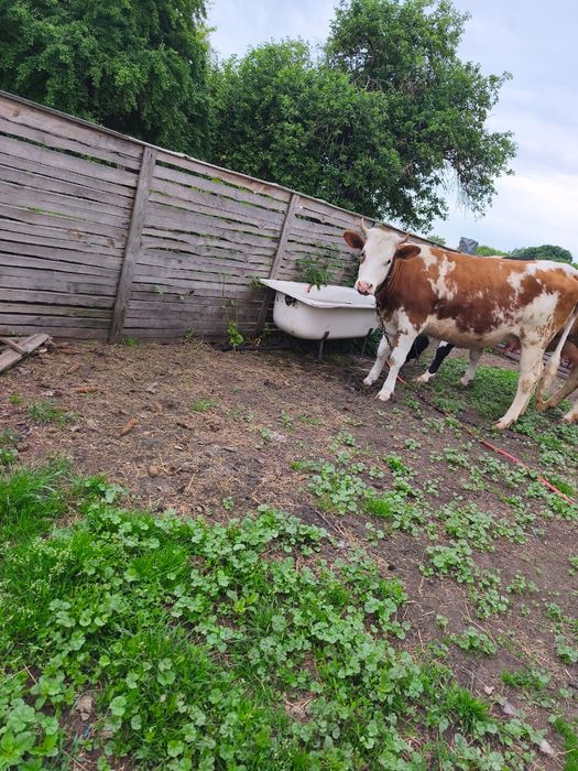 Продам тільну телицю