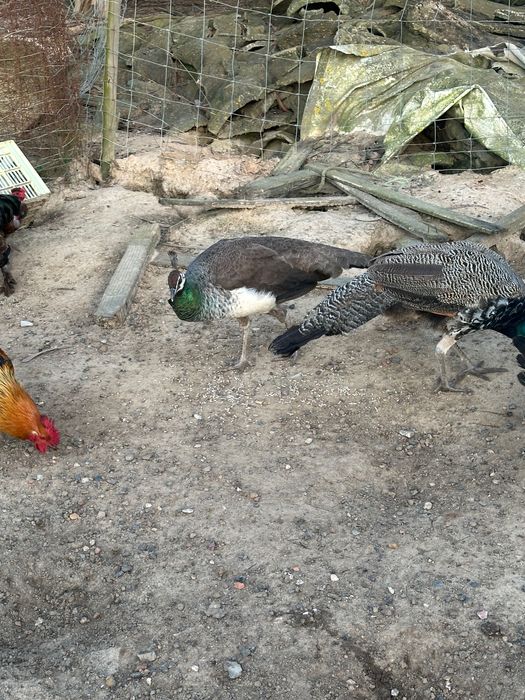 Vendo Pavões coloridos