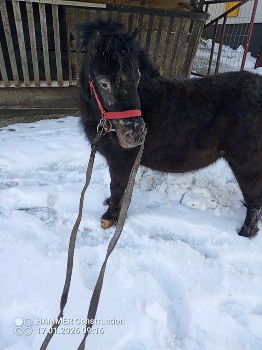 Sprzedam klaczkę kucyka