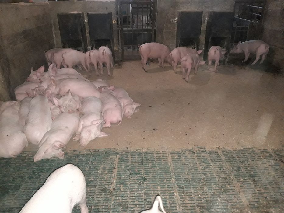 Продаємо  поросят,поросята ,малі поросята , малі кнурі на племя