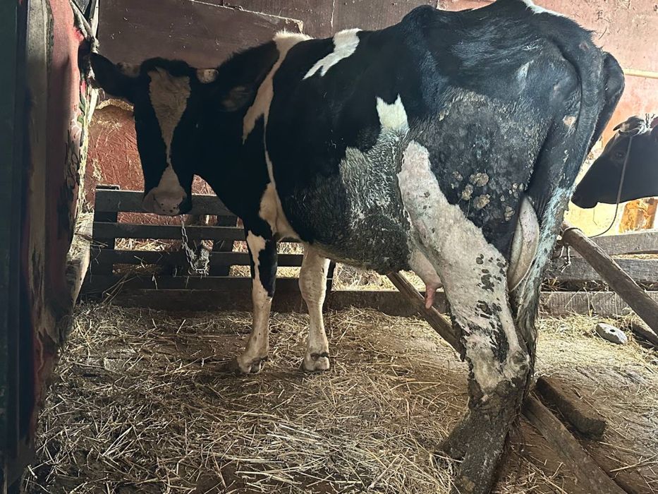 Продам ростеляну корову