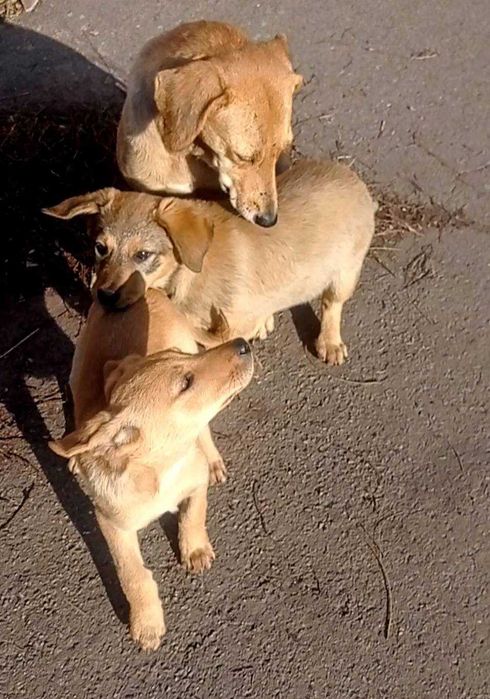 Хлопчик і дівчинка в гарні родини