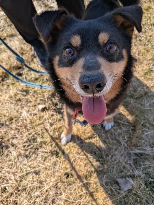 pies do adopcji za darmo