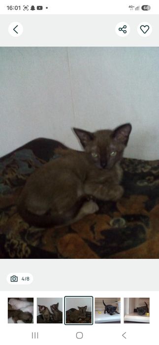 Самые лучшие бурманские кошки здесь