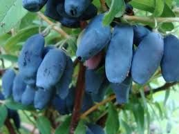 Polskie Sadzonki z CAC 80cm Jagoda Kamczacka Owocująca 7 odmian eko