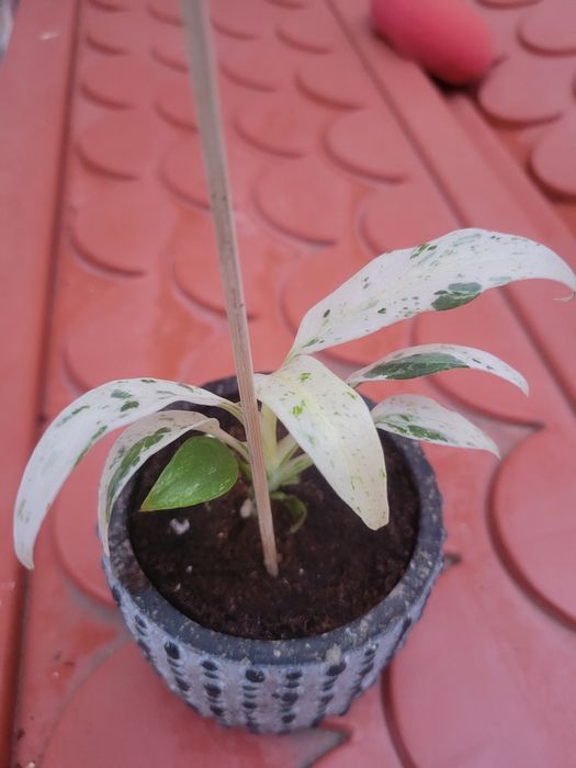 Planta Rhaphidophora puberula Variegata