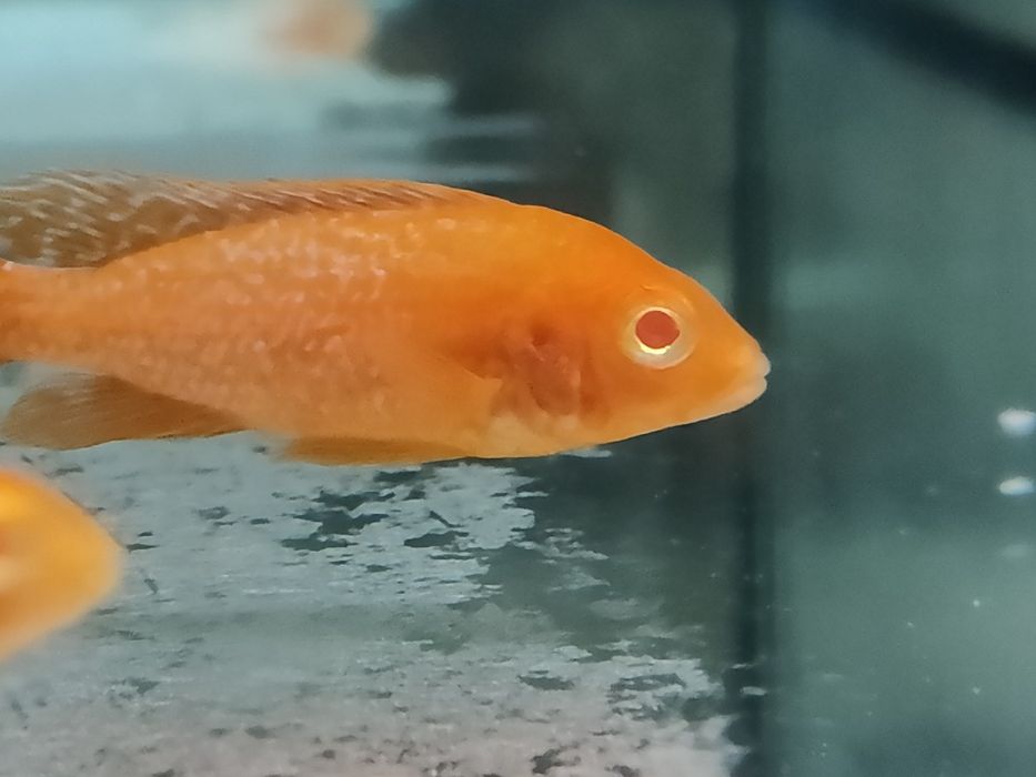 MISIEKZOO Pyszczaki - Aulunocara Strawberry , Calico  tylko 15 zł