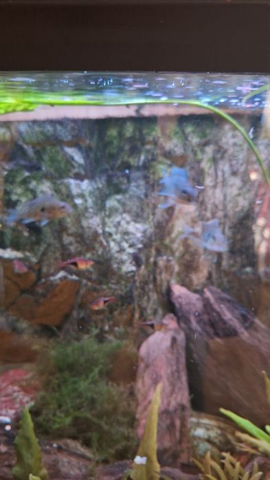 Ryby akwariowe młode