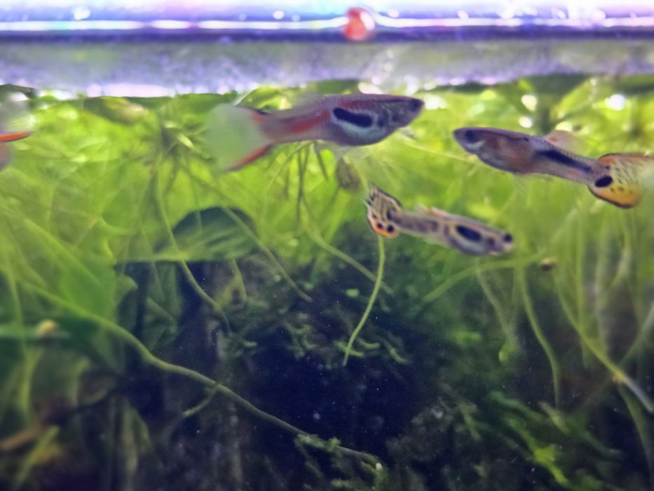 Guppys juvenis Machos e fêmeas