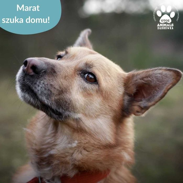 Marat szuka domu!